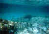 fishies1sm.jpg (5093 bytes)